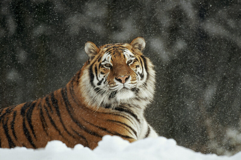 Tiger in a snowstorm