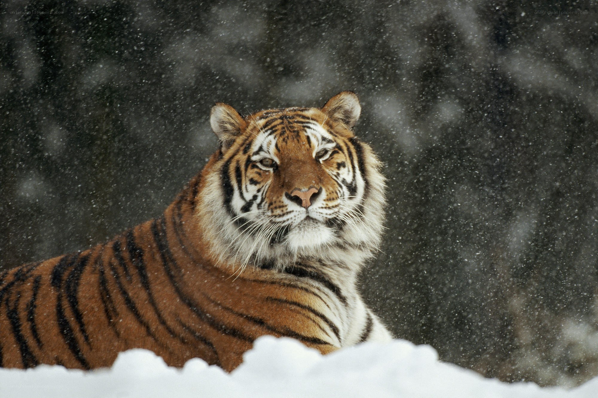 Tiger in a snowstorm
