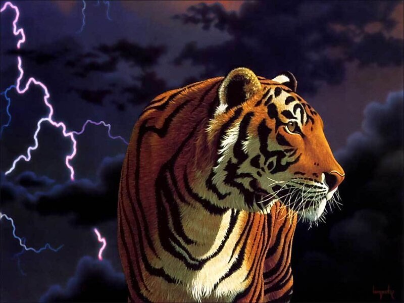 Tiger in a storm