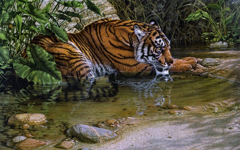 Tiger in a Stream — Orange