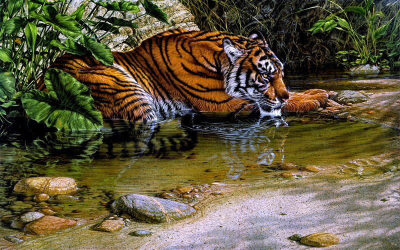 Tiger in a Stream