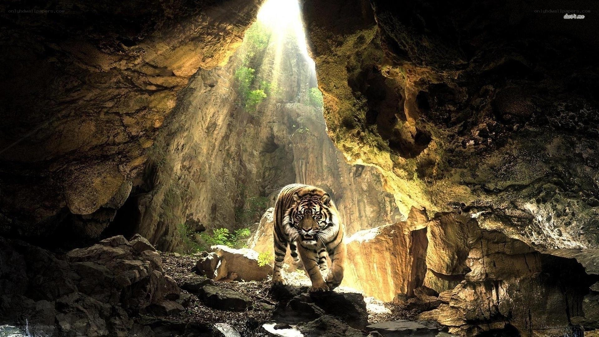 Tiger in a sunlit cave
