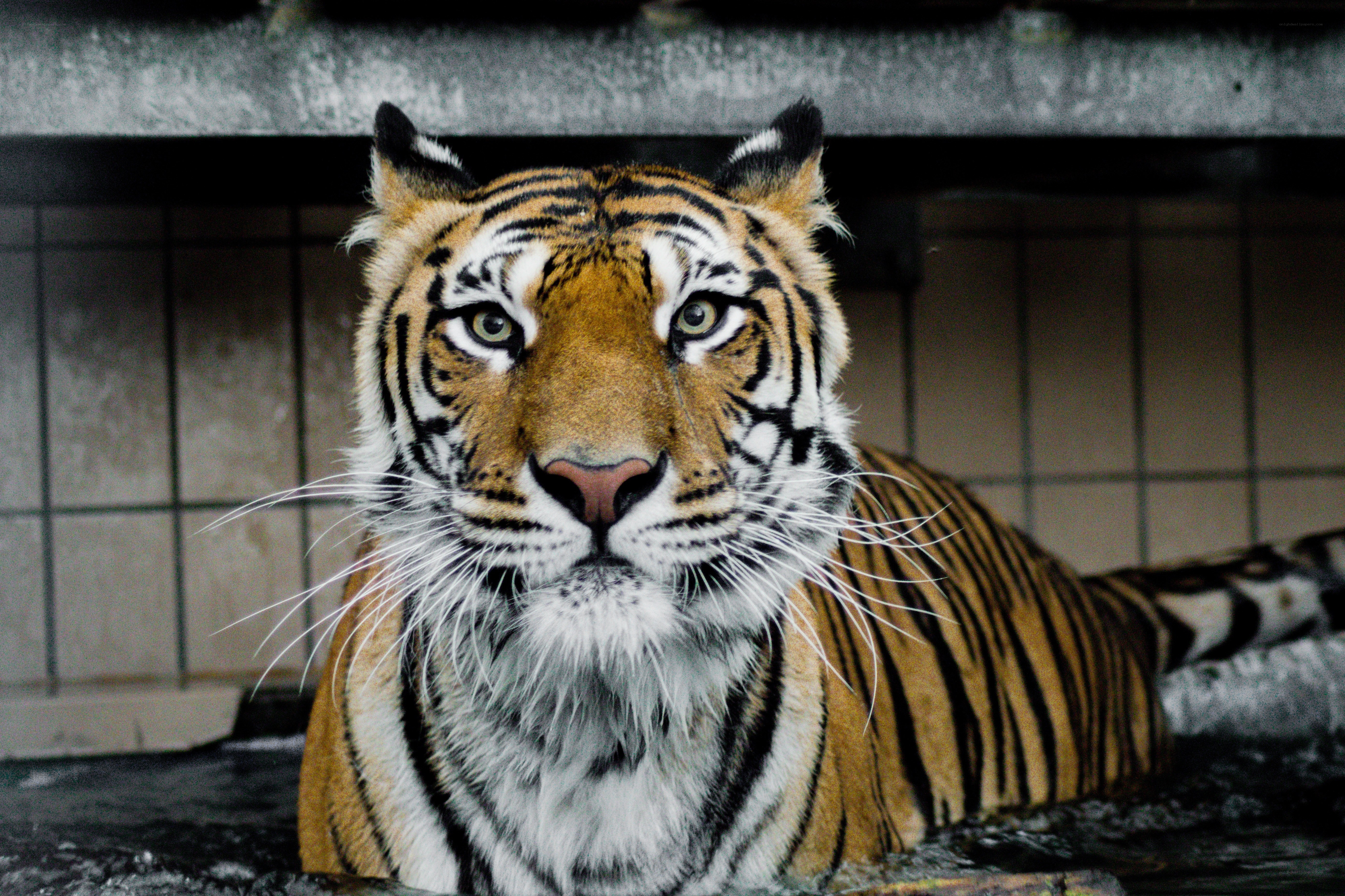 tiger in a tiled enclosure