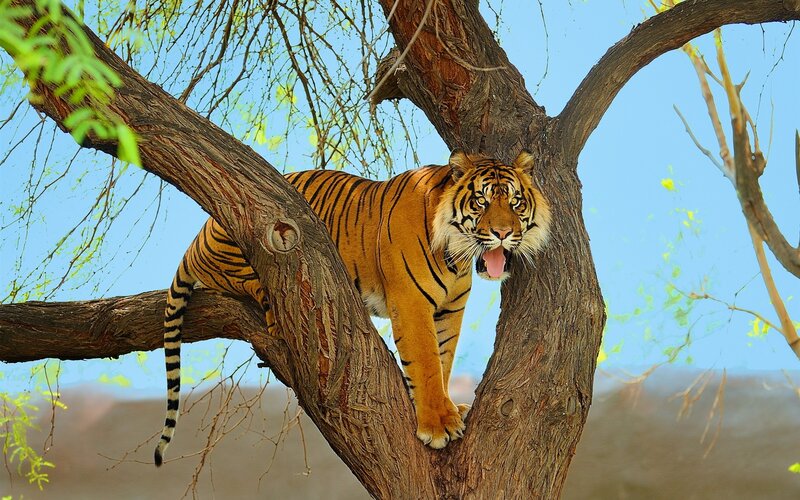 Tiger in a Tree
