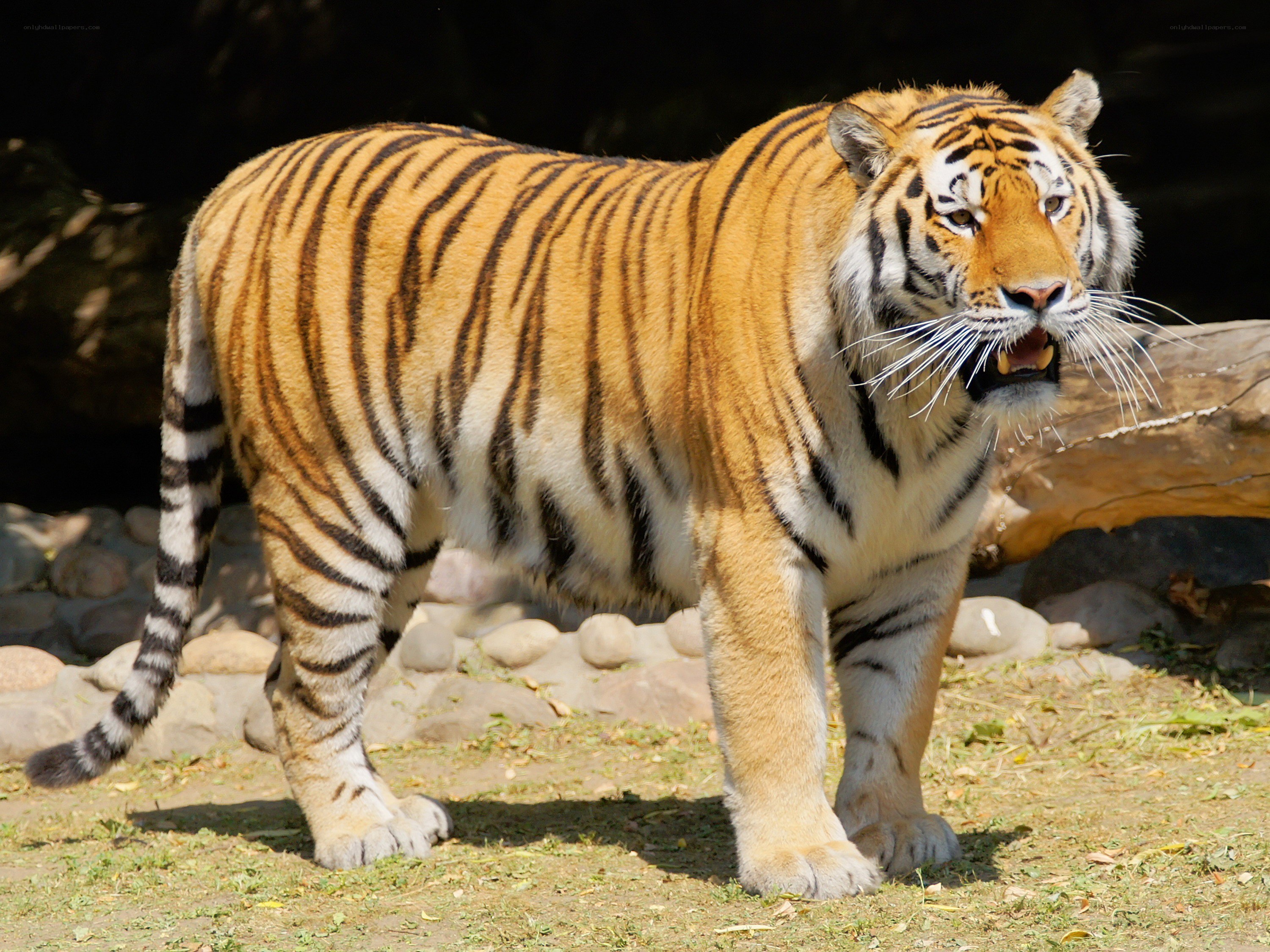 Tiger in a zoo enclosure