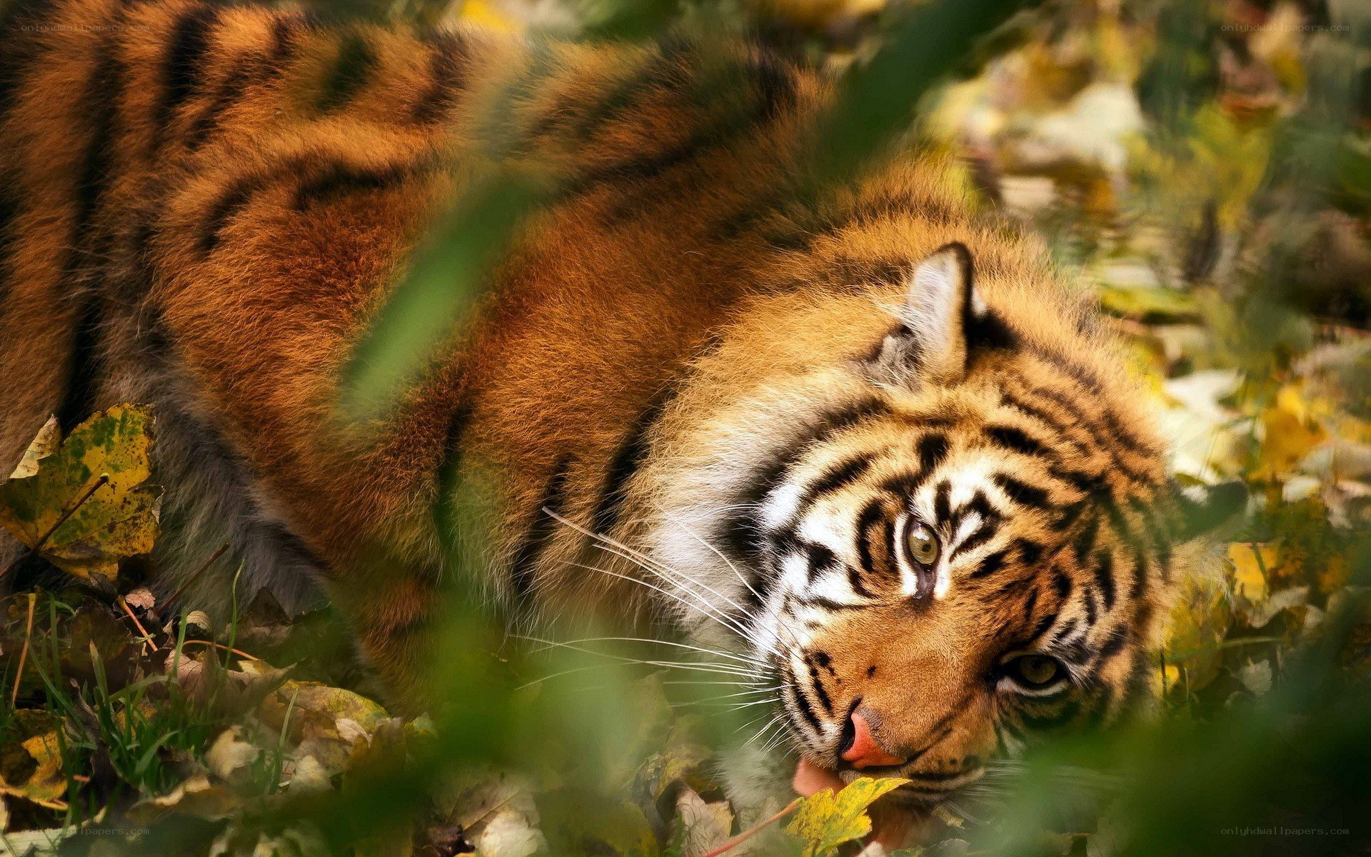 tiger in autumn foliage