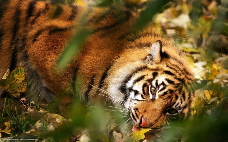 tiger in autumn foliage