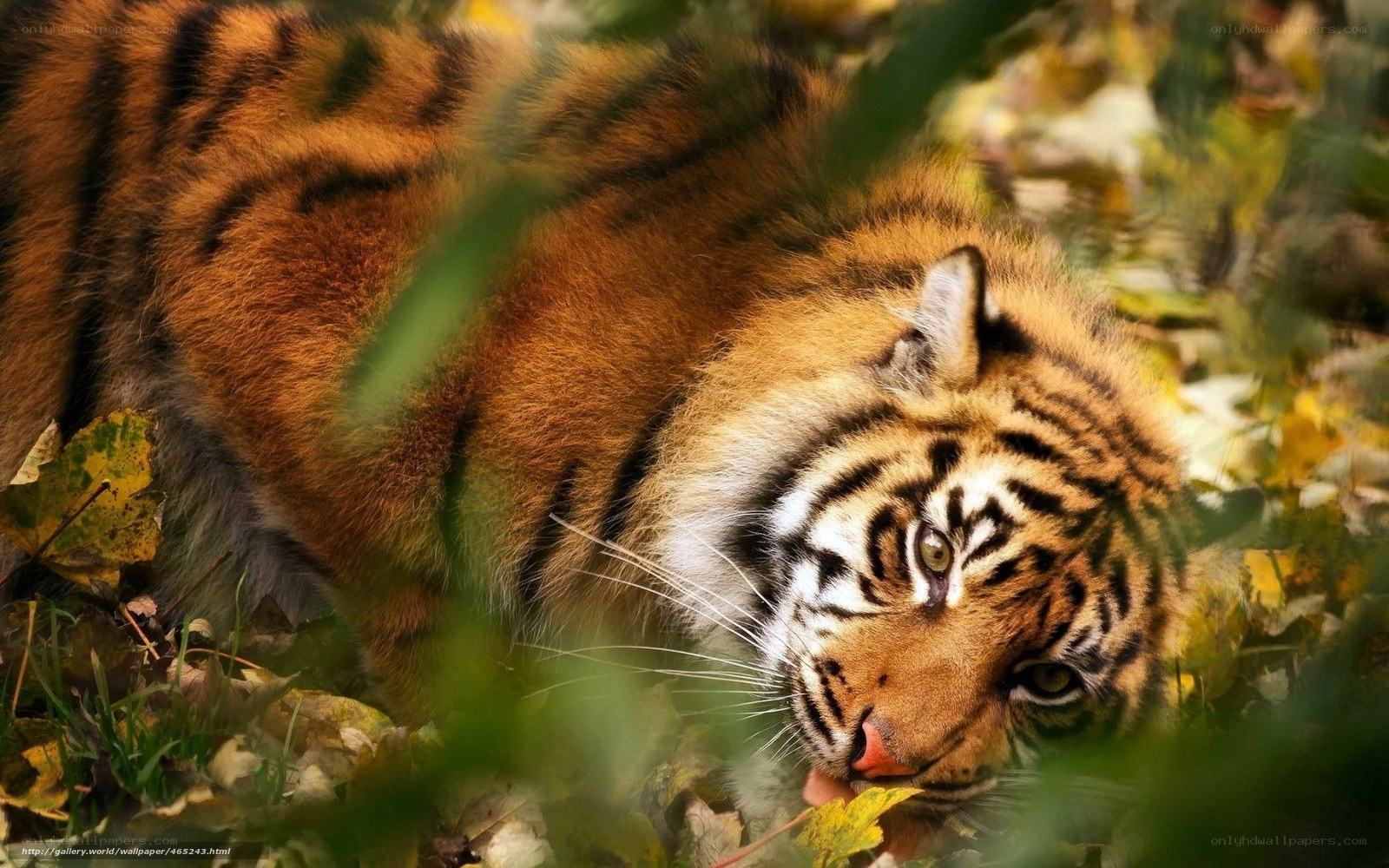 tiger in autumn foliage