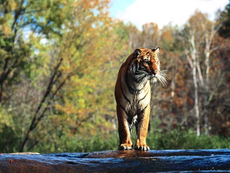 Tiger in autumn forest