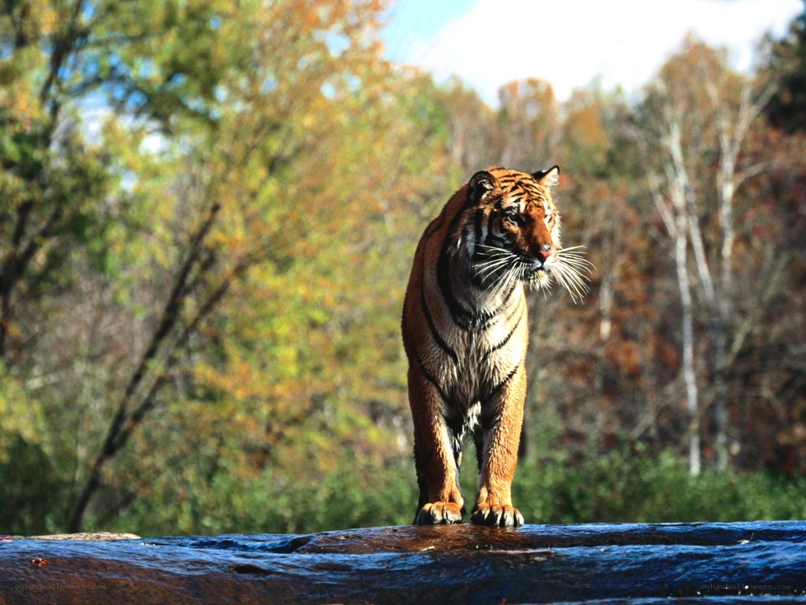 Tiger in autumn forest