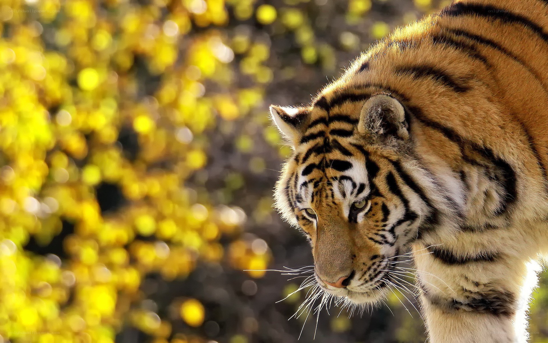 tiger in autumn forest