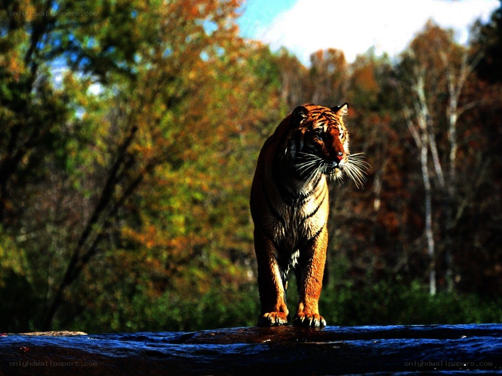 tiger in autumn forest