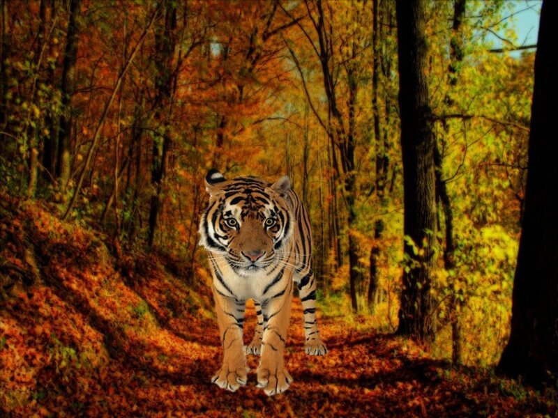 Tiger in Autumn Forest — Orange