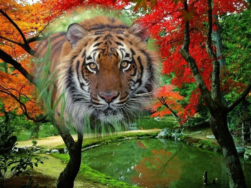 Tiger in Autumn Forest — Red