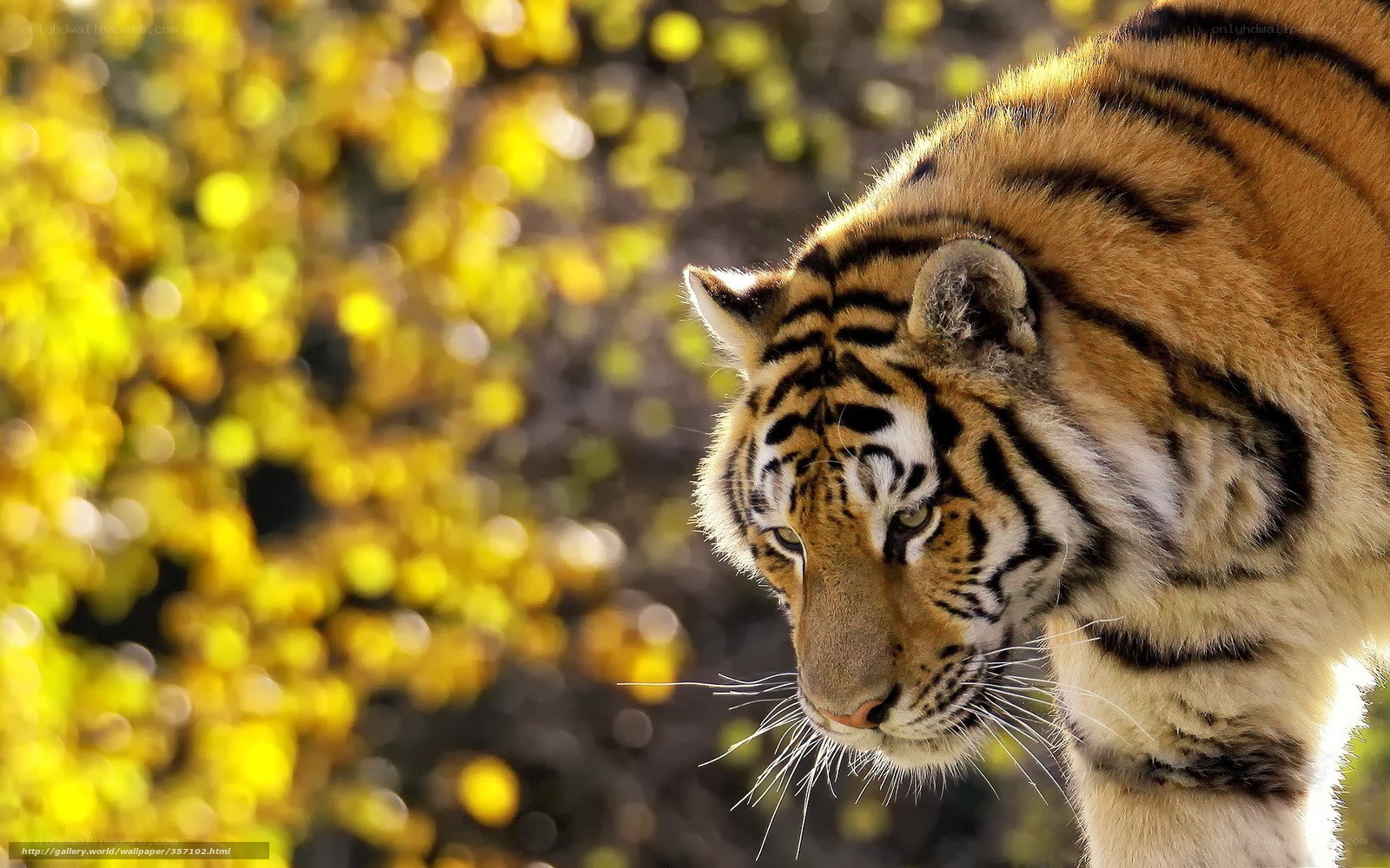 tiger in autumn forest