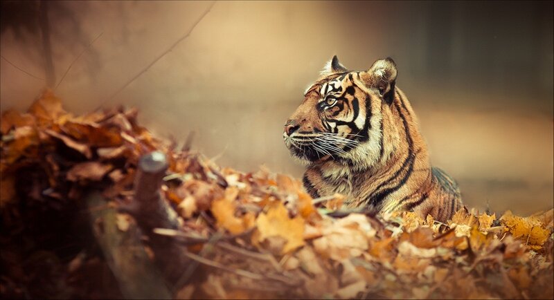 Tiger in Autumn Leaves — Brown, Calm, Photograph, Forest Floor