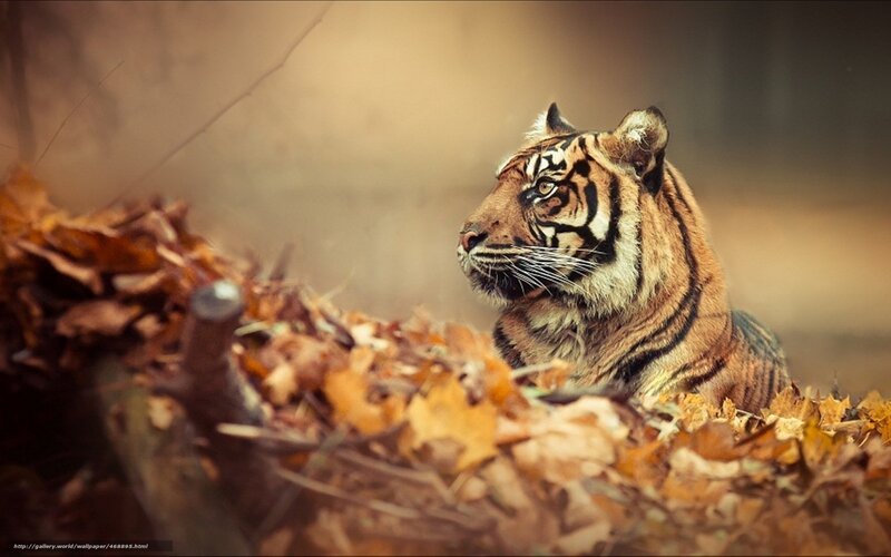 Tiger in Autumn Leaves — Brown