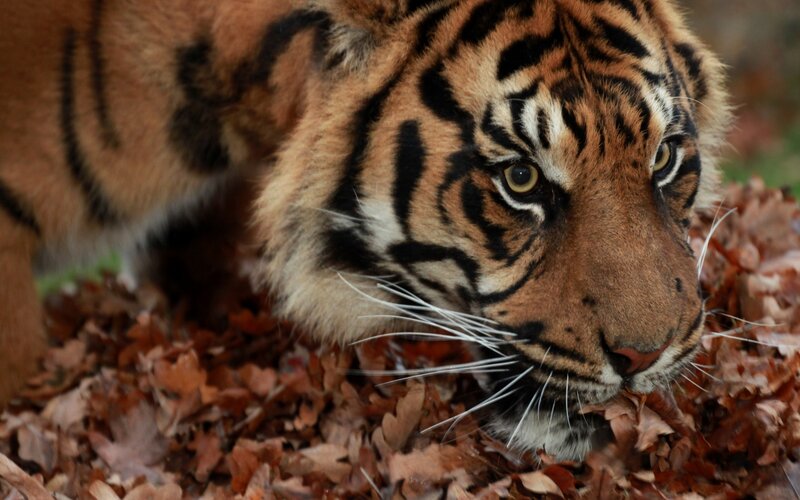 Tiger in Autumn Leaves — Orange