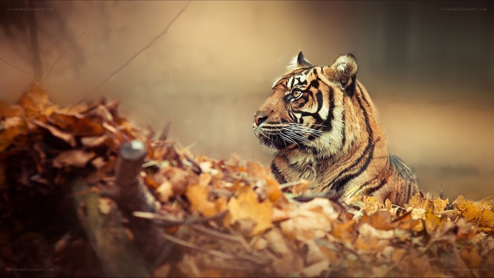tiger in autumn leaves