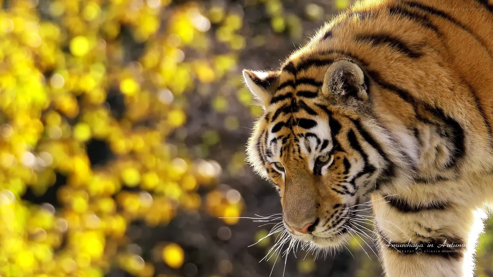 tiger in autumn light