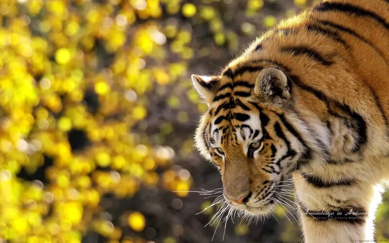 Tiger in Autumn — Orange, Dramatic, Photograph