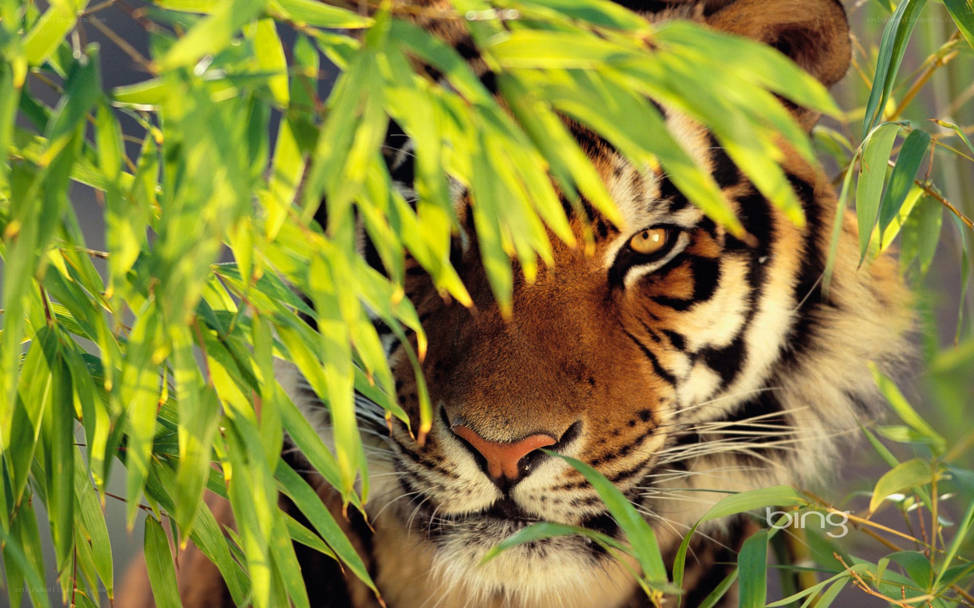 tiger in bamboo foliage