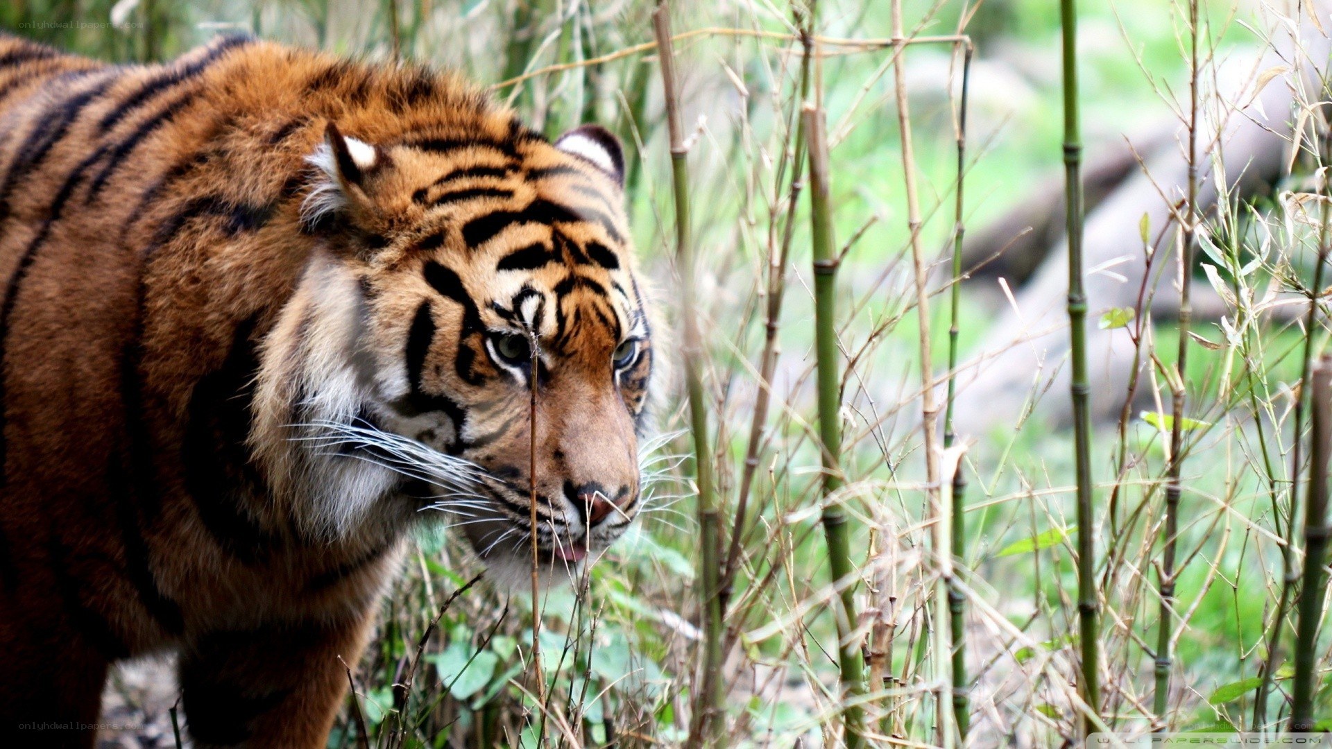 tiger in bamboo forest
