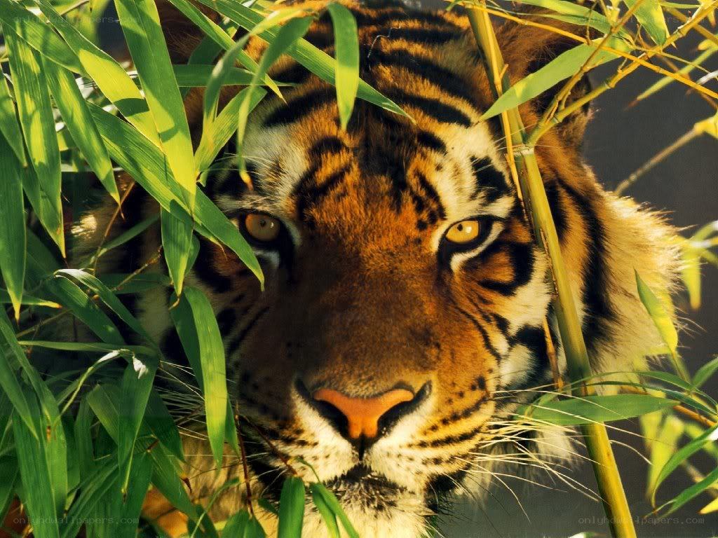tiger in bamboo forest