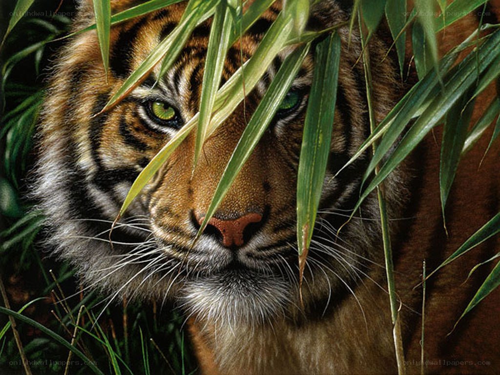 tiger in bamboo forest