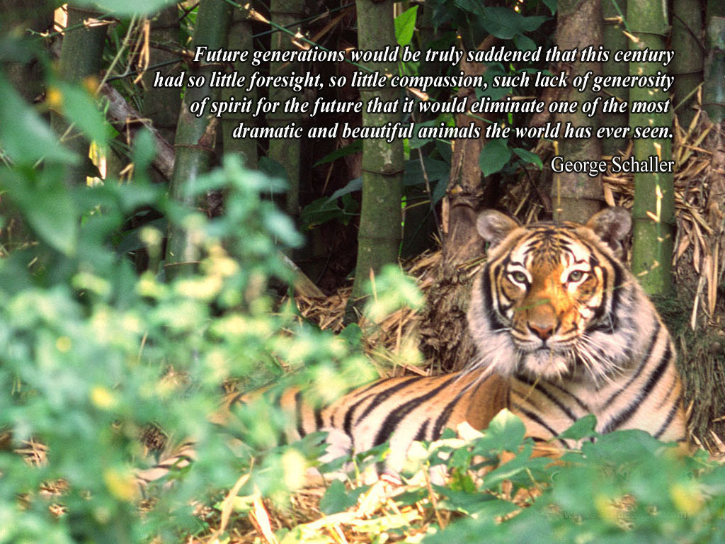Tiger in bamboo forest