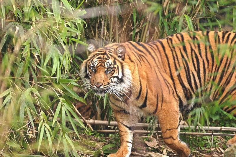 tiger in bamboo forest