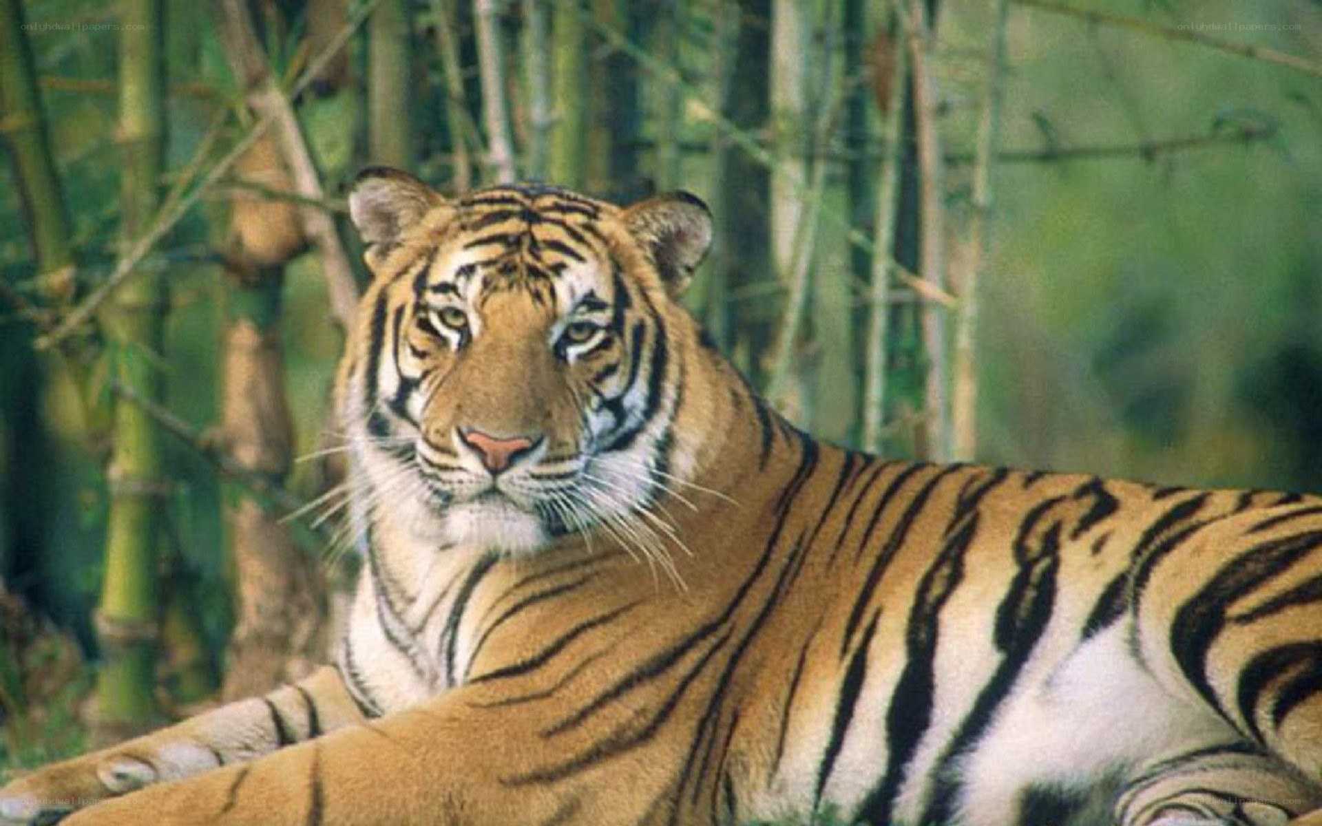 Tiger in bamboo forest
