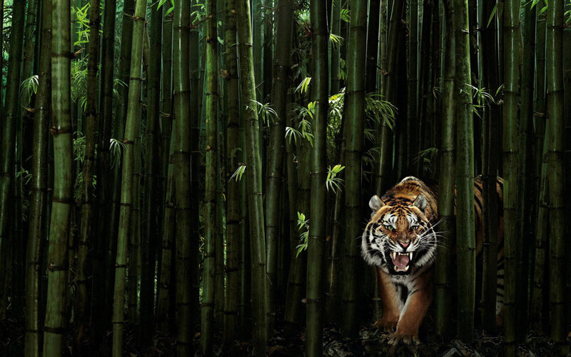 Tiger in Bamboo Forest — Green, Dramatic, Photograph, Black