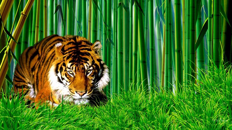 Tiger in Bamboo Forest — Green