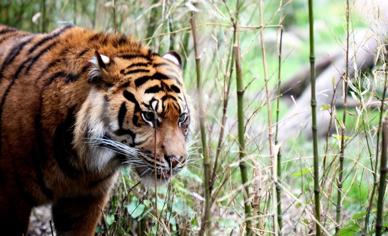 Tiger in Bamboo Forest — Orange, Alert, Photograph
