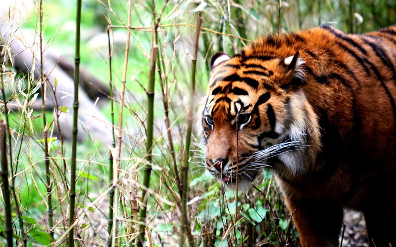 Tiger in Bamboo Forest — Orange, Alert