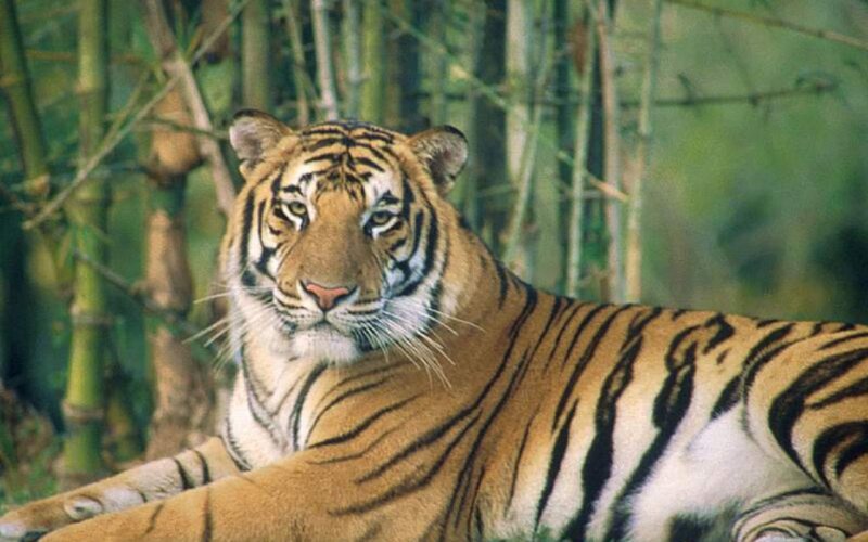 Tiger in Bamboo Forest — Orange, Calm