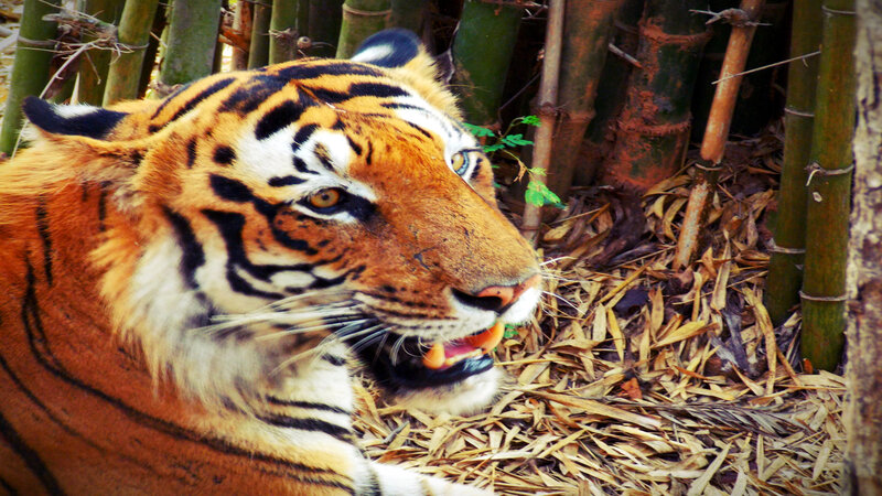 Tiger in Bamboo Forest — Orange, Natural