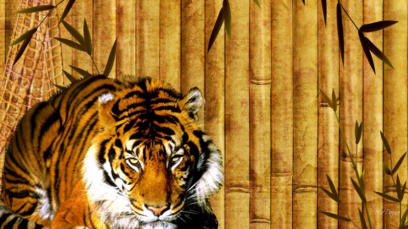 Tiger in Bamboo Forest — Orange
