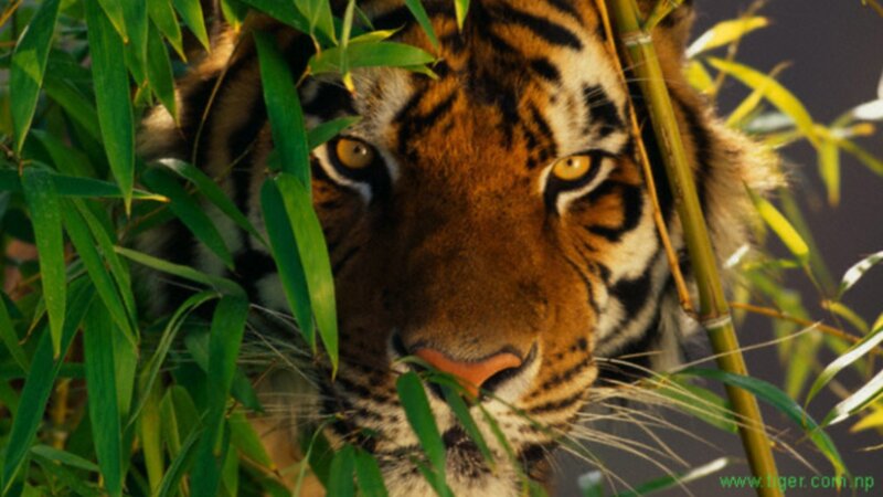 Tiger in Bamboo — Green, Intense
