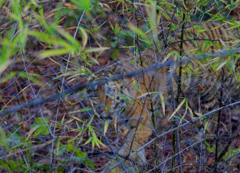 Tiger in Bamboo — Green