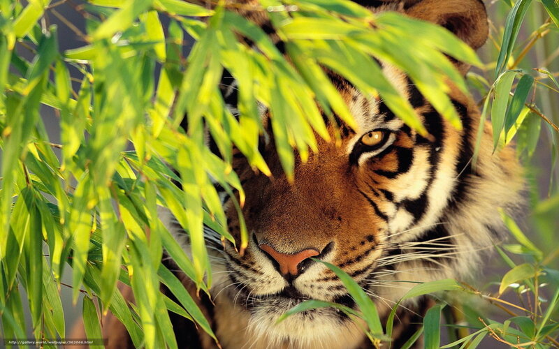 tiger in bamboo leaves