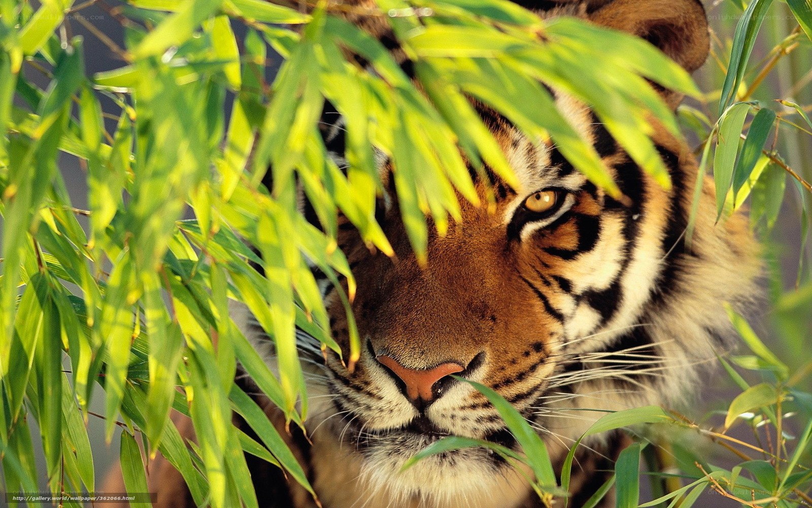 tiger in bamboo leaves