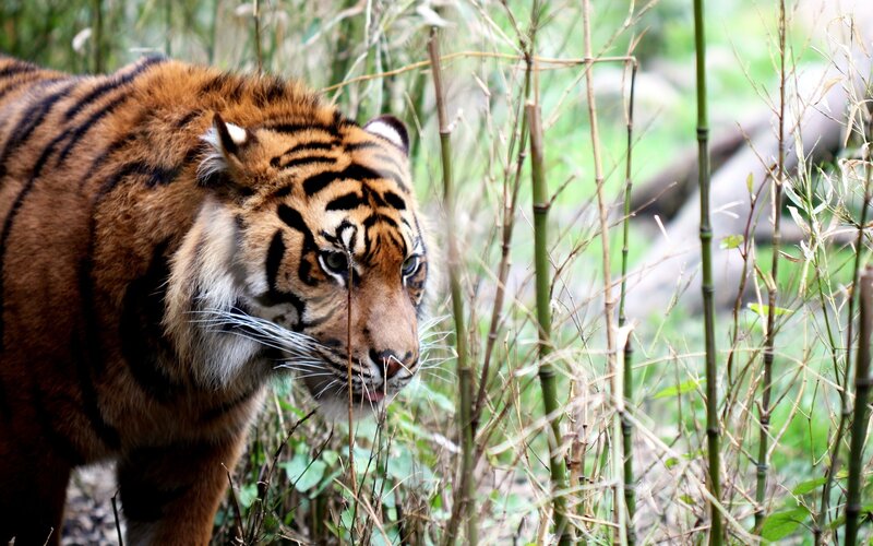 Tiger in Bamboo — Orange, Alert