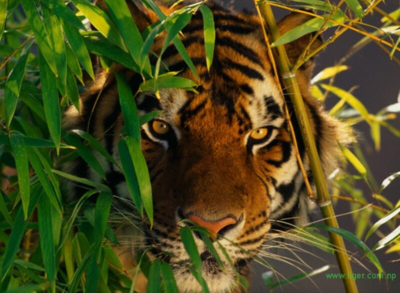 Tiger in Bamboo — Orange, Intense, Afternoon