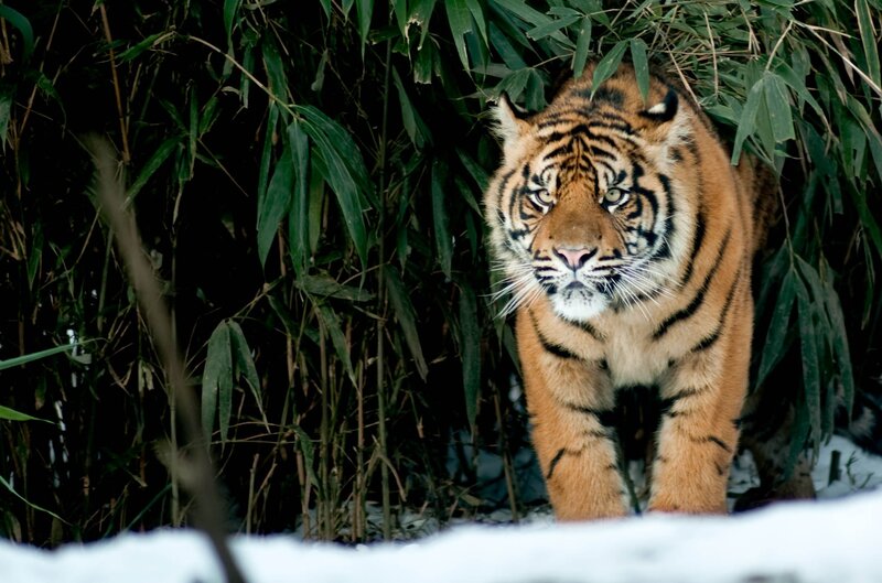 Tiger in Bamboo — Orange