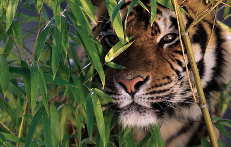 Tiger in Bamboo