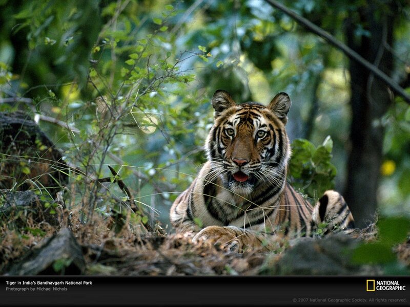 Tiger in Bandhavgarh National Park