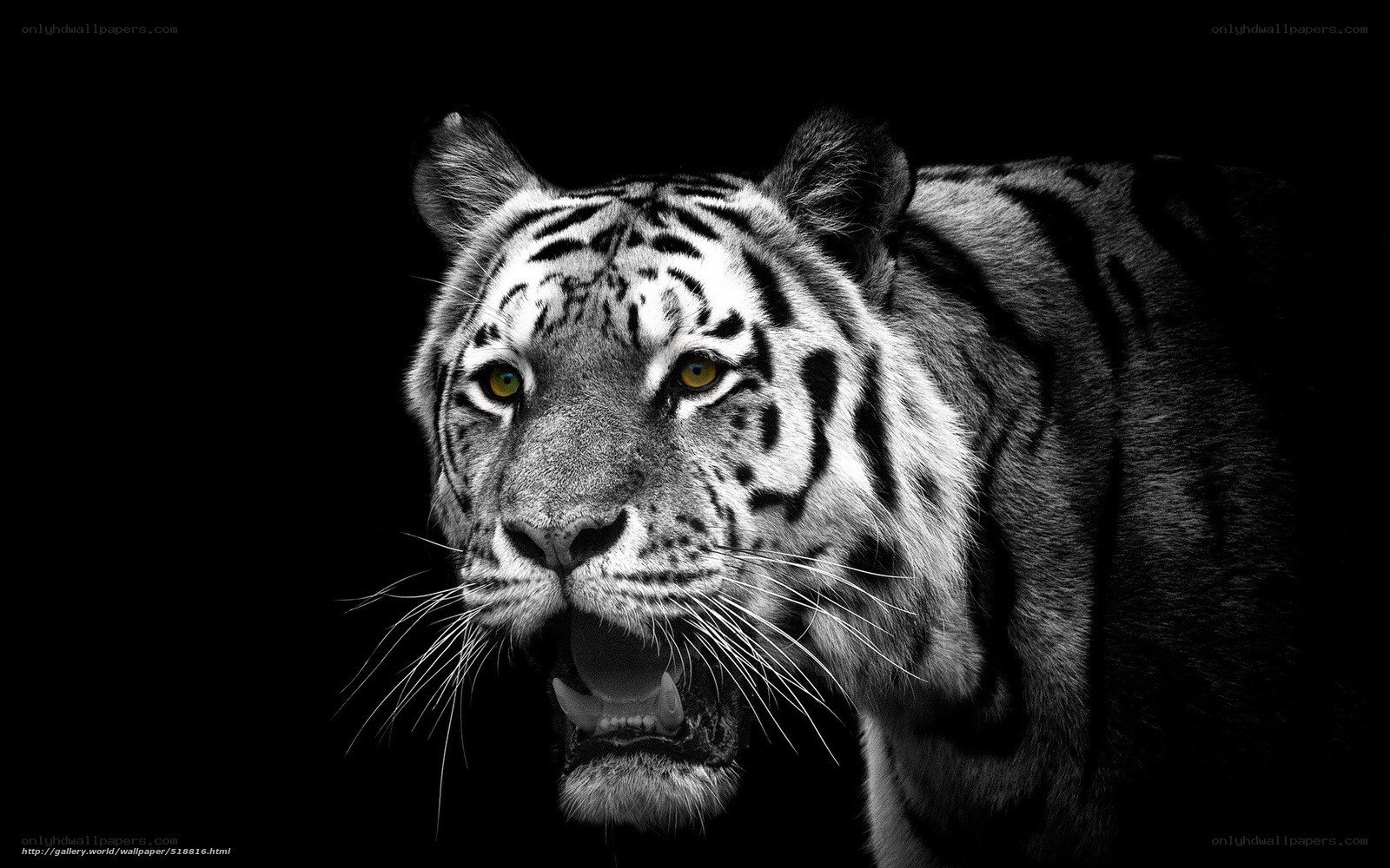 tiger in black and white