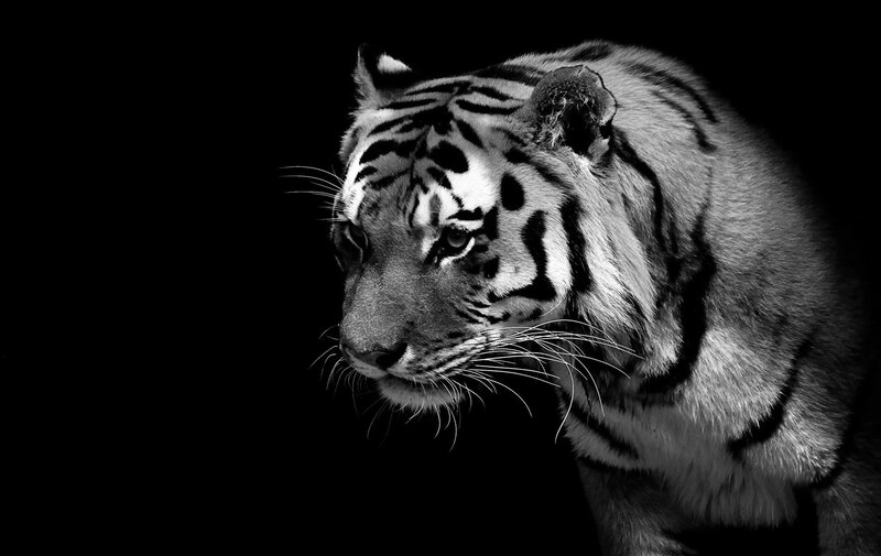 tiger in black and white